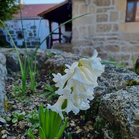 Chalet Casa Da Relva Inspirada Em Harry Potter Lamego