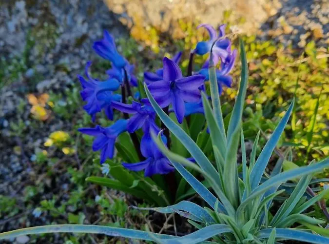 Alpesi faház Casa Da Relva Experiencia Tematica Inspirada Em Harry Potter Lamego