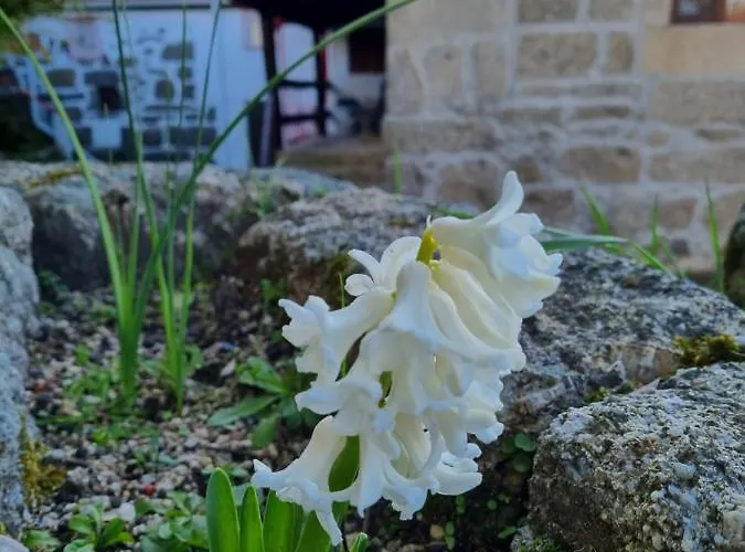 Alpesi faház Casa Da Relva Experiencia Tematica Inspirada Em Harry Potter Lamego